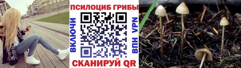 Псилоцибиновые грибы Psilocybine cubensis  закладки  Теберда 